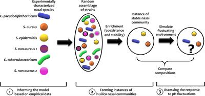 Impact of Temporal pH Fluctuations on the Coexistence of Nasal Bacteria in an in silico Community